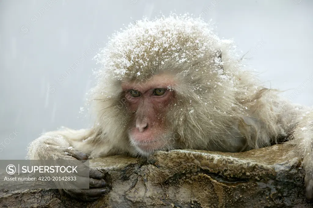 Japanese Macaque Monkey - covered in snow. (Macaca fuscata). Hokkaido, Japan.