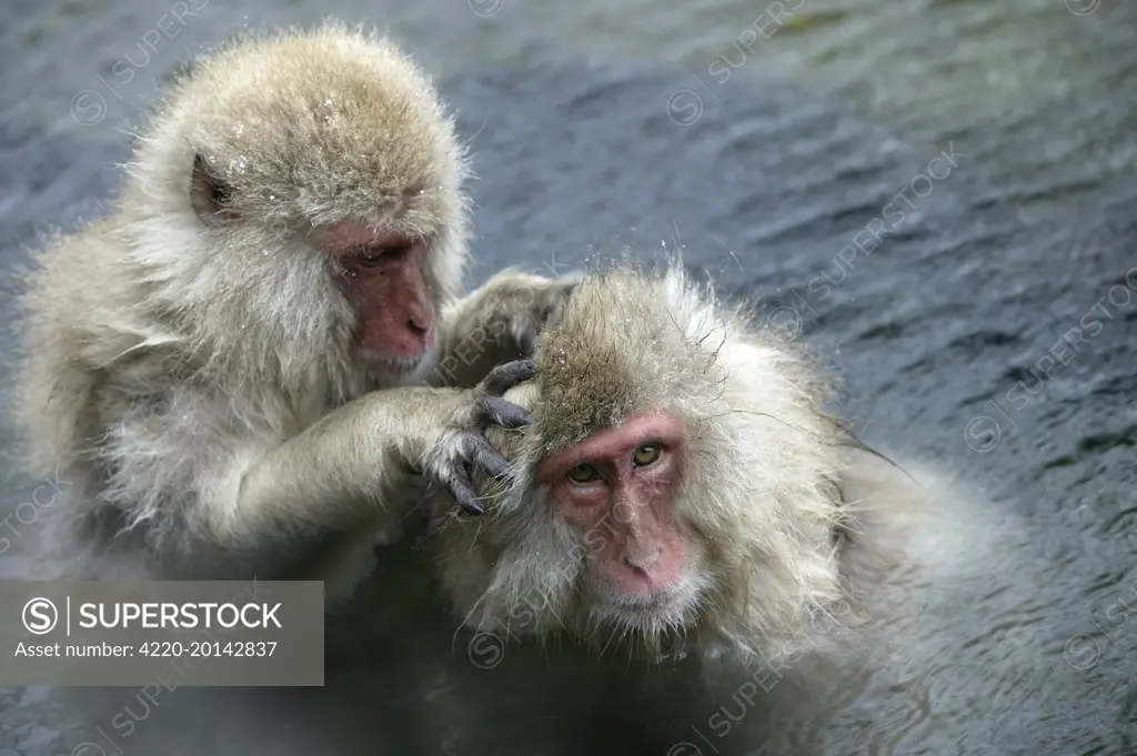 Japanese Macaque Monkey - two in water, grooming each other (Macaca fuscata). Hokkaido, Japan.