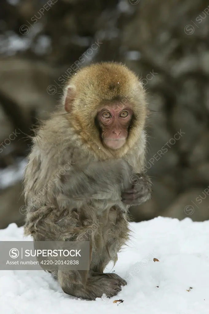 Japanese Macaque Monkey - young, wet. (Macaca fuscata). Hokkaido, Japan.