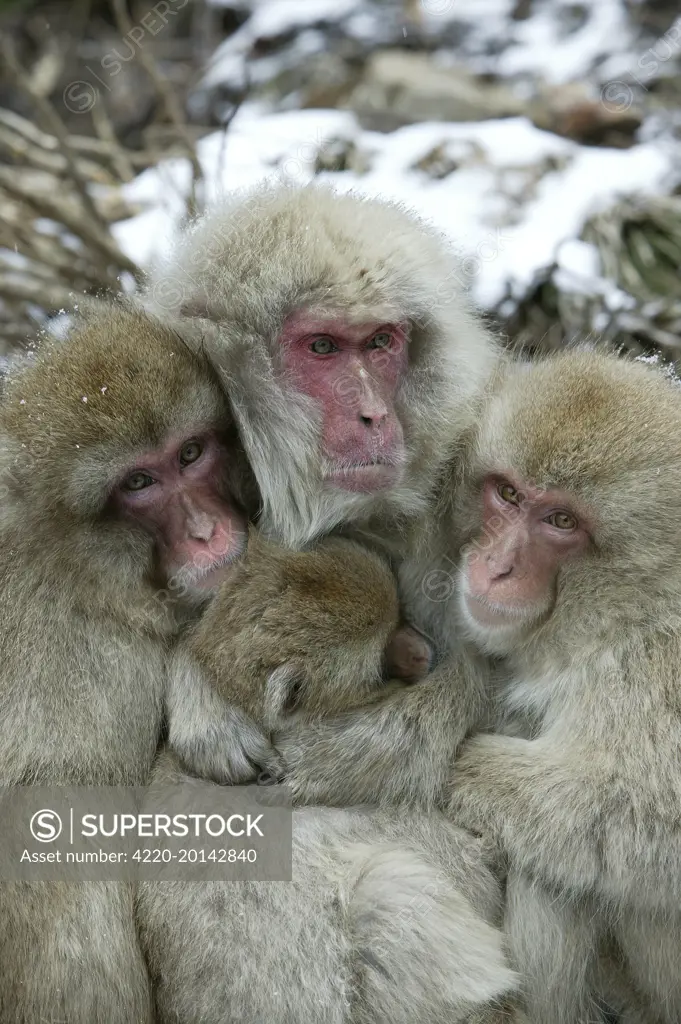 Japanese Macaque Monkey - four huddled together. (Macaca fuscata). Hokkaido, Japan.