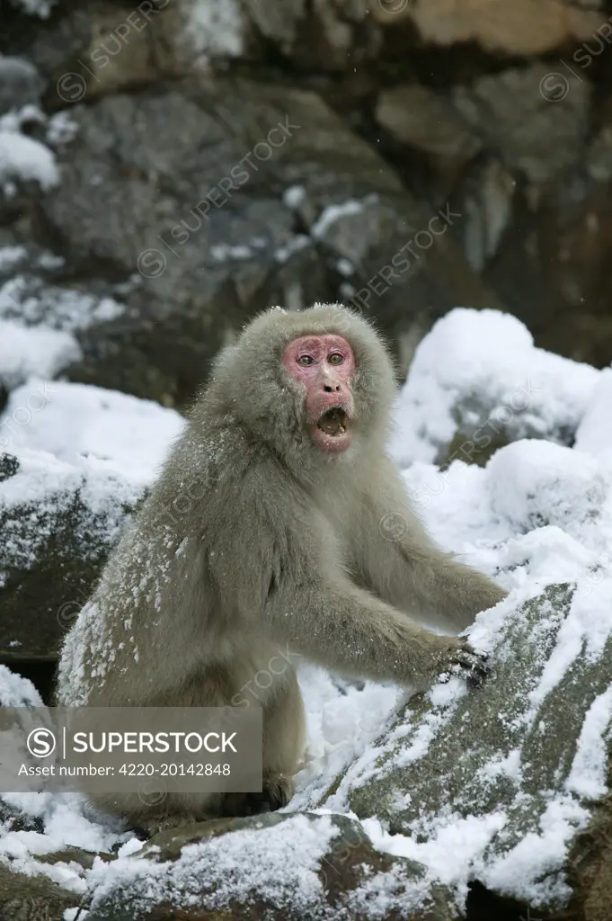 Japanese Macaque Monkey. (Macaca fuscata). Hokkaido, Japan.