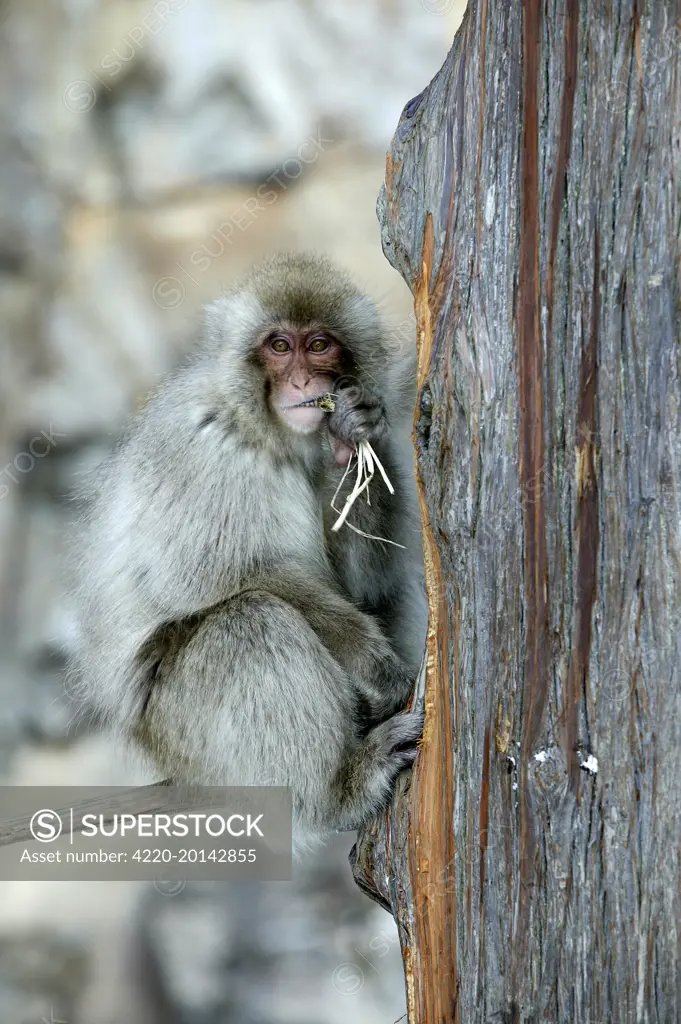 Japanese Macaque Monkey - in tree, eating (Macaca fuscata). Hokkaido, Japan.