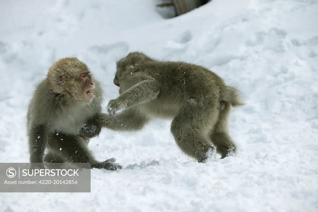 Japanese Macaque Monkey - two, showing aggression (Macaca fuscata). Hokkaido, Japan.