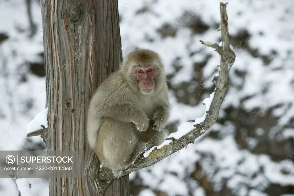 Japanese Macaque Monkey - sitting in tree (Macaca fuscata). Hokkaido, Japan.
