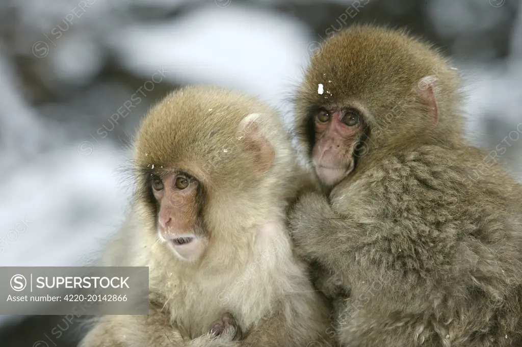 Japanese Macaque Monkey - two young (Macaca fuscata). Hokkaido, Japan.