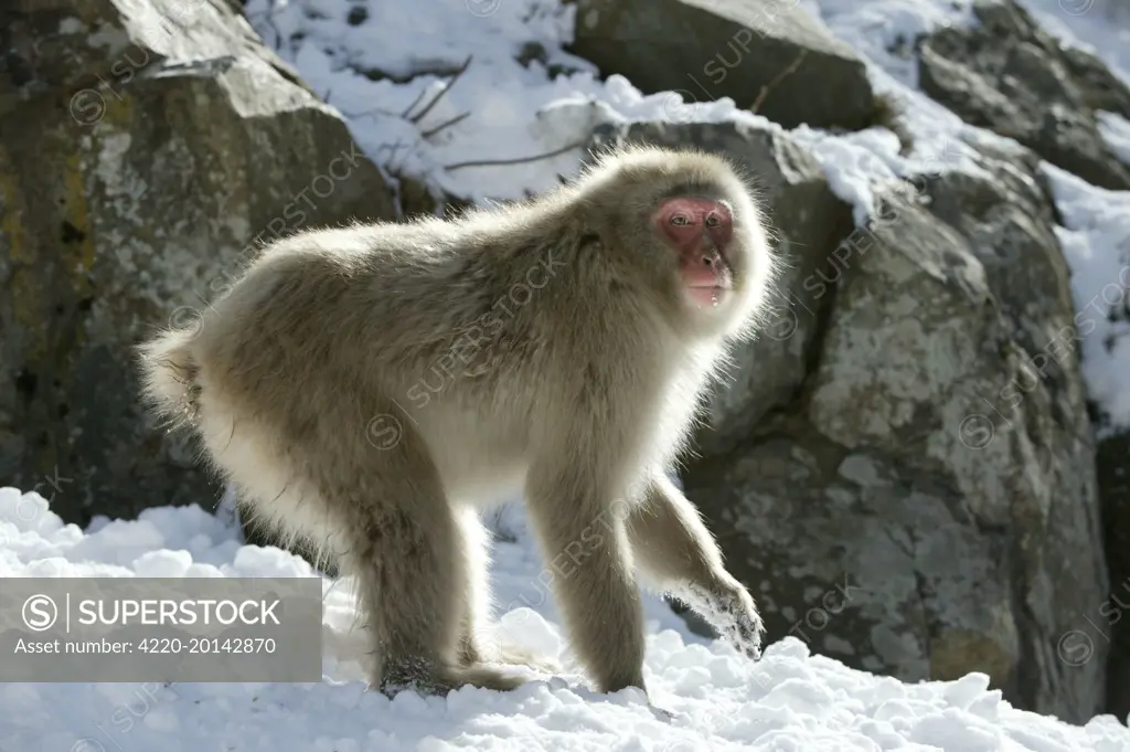 Japanese Macaque Monkey - in snow (Macaca fuscata). Hokkaido, Japan.