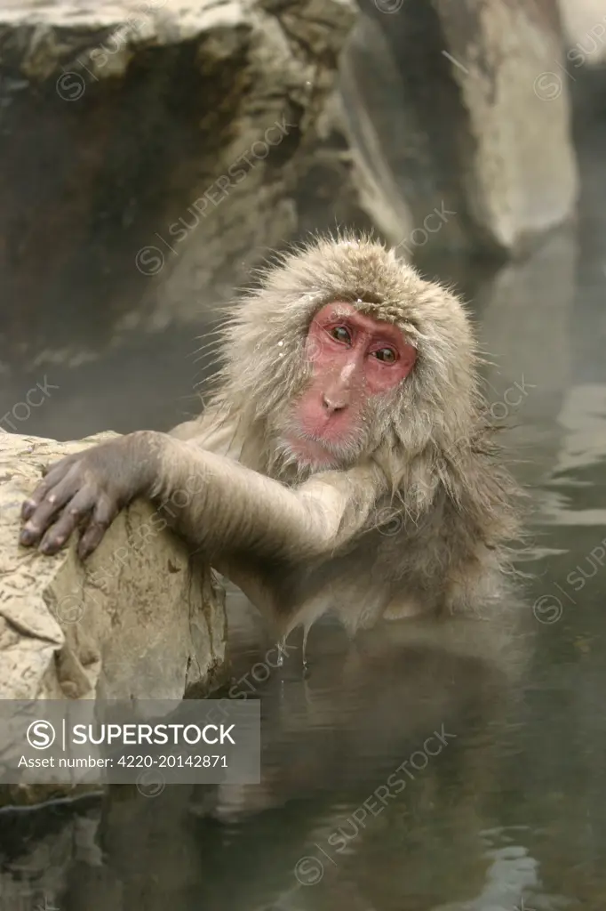 Japanese Macaque Monkey - relaxing in hot spring.  (Macaca fuscata). Hokkaido, Japan.