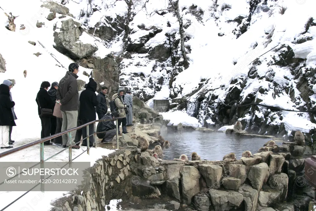 Japanese Macaque Monkey - being watched by tourists. (Macaca fuscata). Hokkaido, Japan.