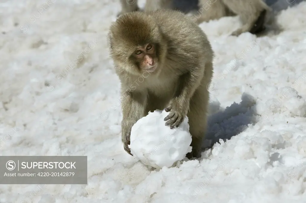Japanese Macaque Monkey - making snowball. (Macaca fuscata). Hokkaido, Japan.