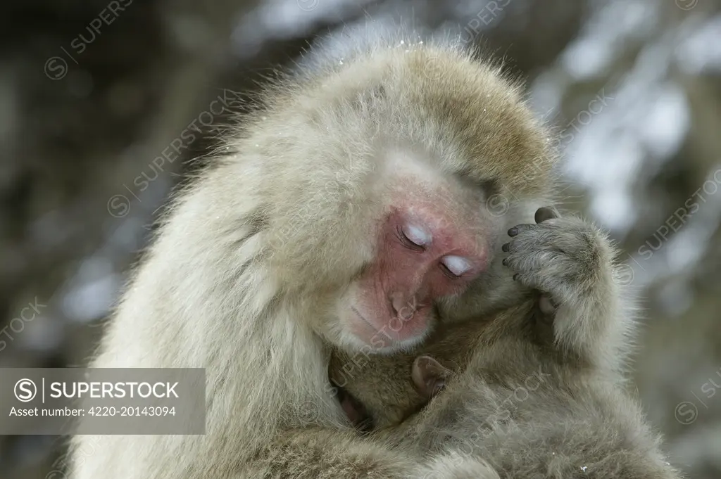 Japanese Macaque Monkey  (Macaca fuscata). Japan.
