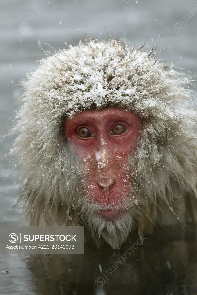 Japanese Macaque Monkey - close-up of head (Macaca fuscata). Japan.