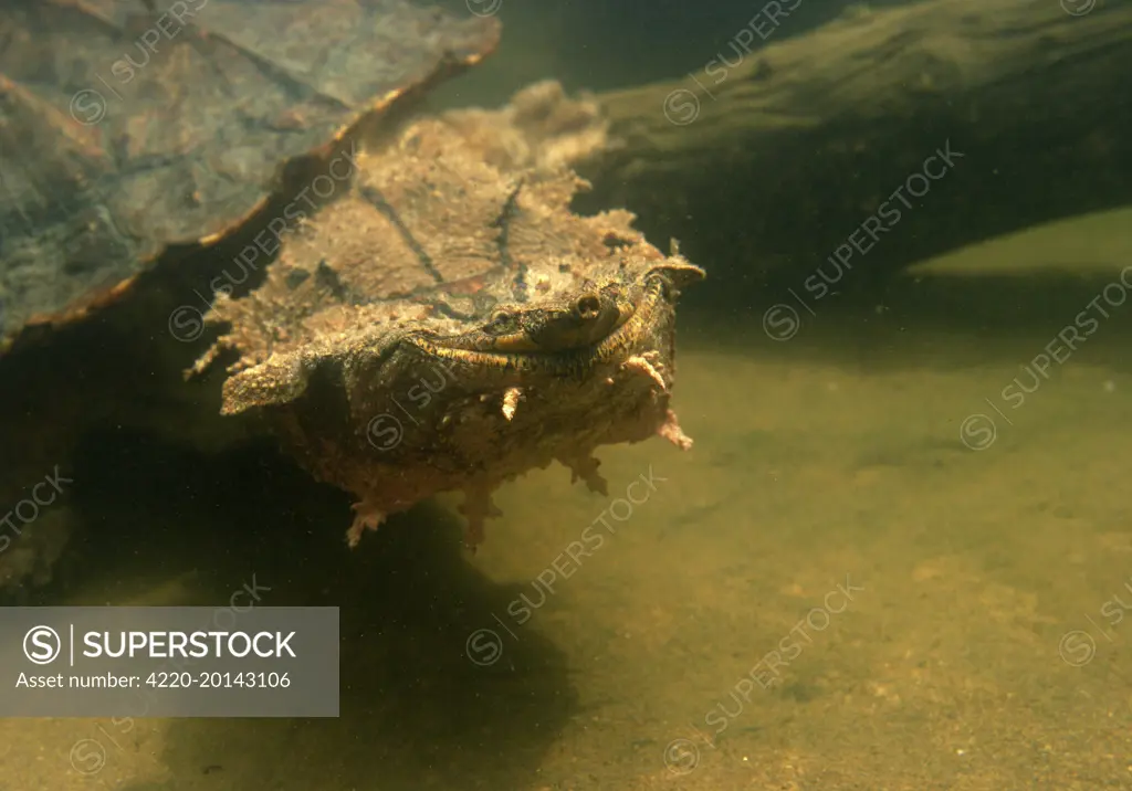 Mata Mata / Matamata TURTLE (Chelus fimbriatus). Venezuela. Distribution: from the Amazon and Orinoco river systems in Venezuela and Colombia, south to Brazil and Bolivia and west to Ecuador and Peru.The Mata Mata is also found in the West Indies on the island of Trindad.