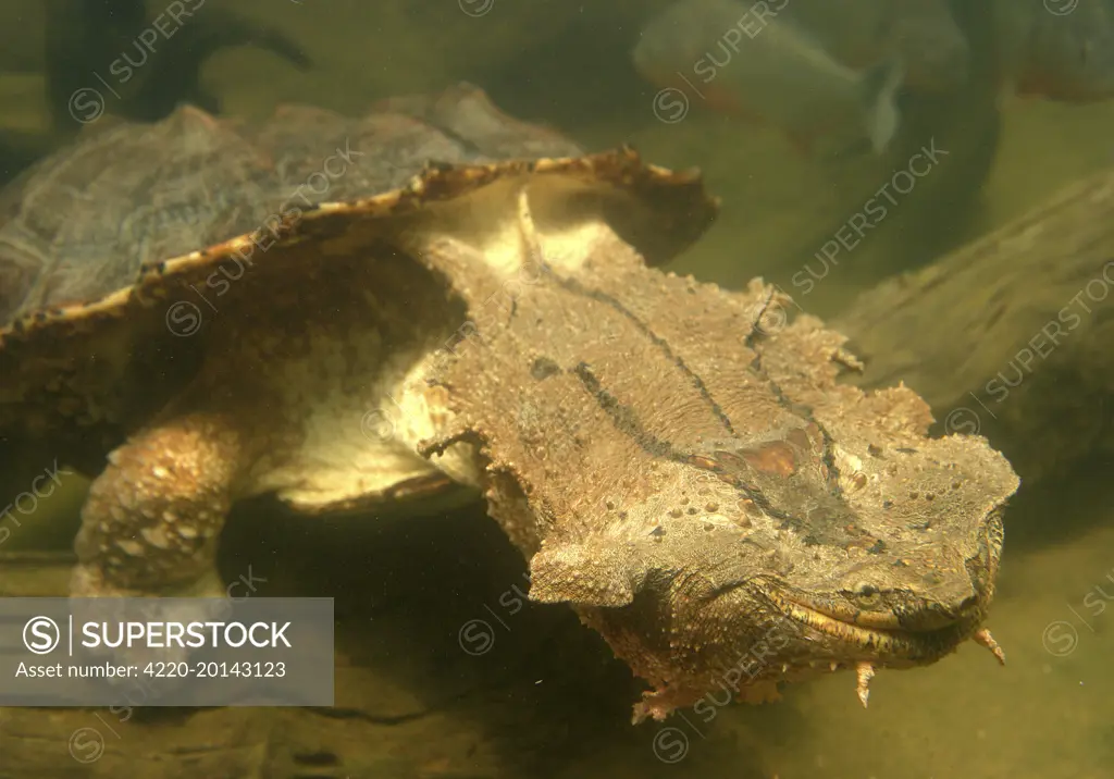Mata Mata / Matamata Turtle - underwater. (Chelus fimbriatus). Venezuela. Distribution: from the Amazon and Orinoco river systems in Venezuela and Colombia, south to Brazil and Bolivia and west to Ecuador and Peru.The Mata Mata is also found in the West Indies on the island of Trindad.