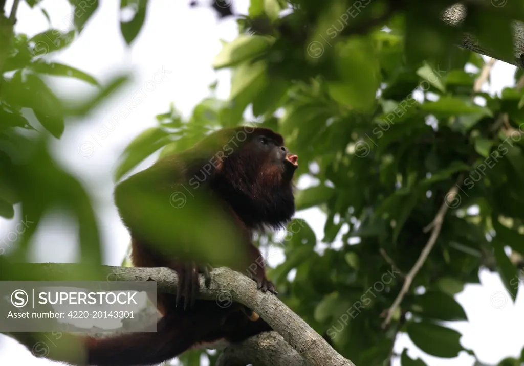 Red Howler Monkey - Male (Alouatta seniculus). Llanos, Venezuela.