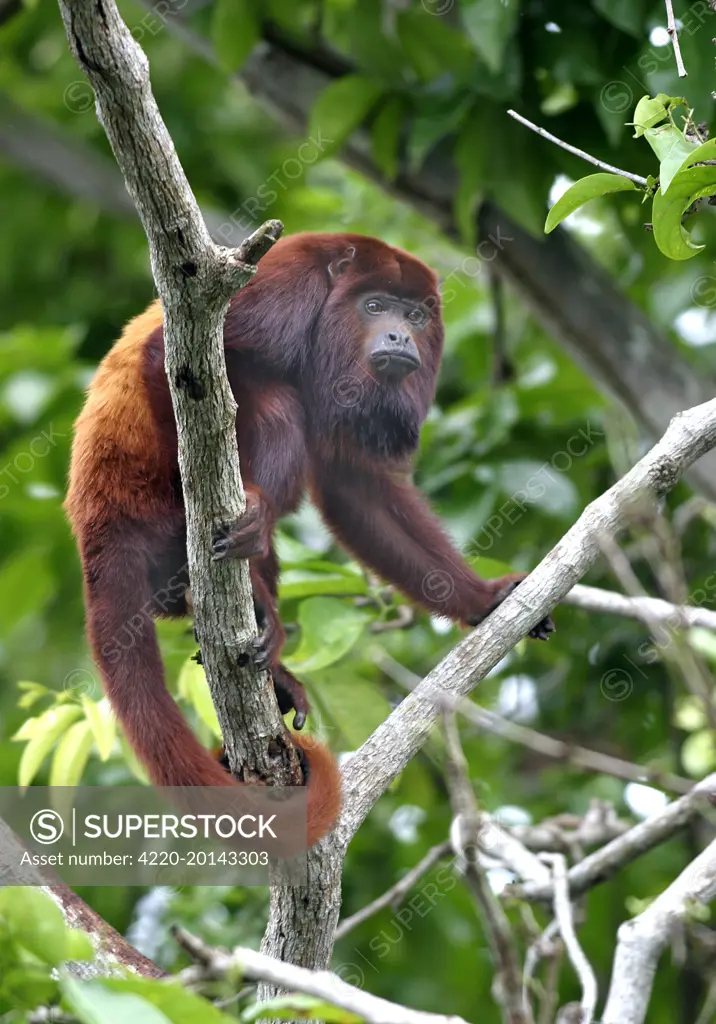 Red Howler Monkey - Male in tree, using prehensile tail.  (Alouatta seniculus). Llanos, Venezuela.