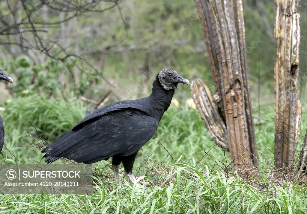 Black Vulture (Coragyps atratus). Merida, Venezuela. Distribution: found in North, Central and South America.