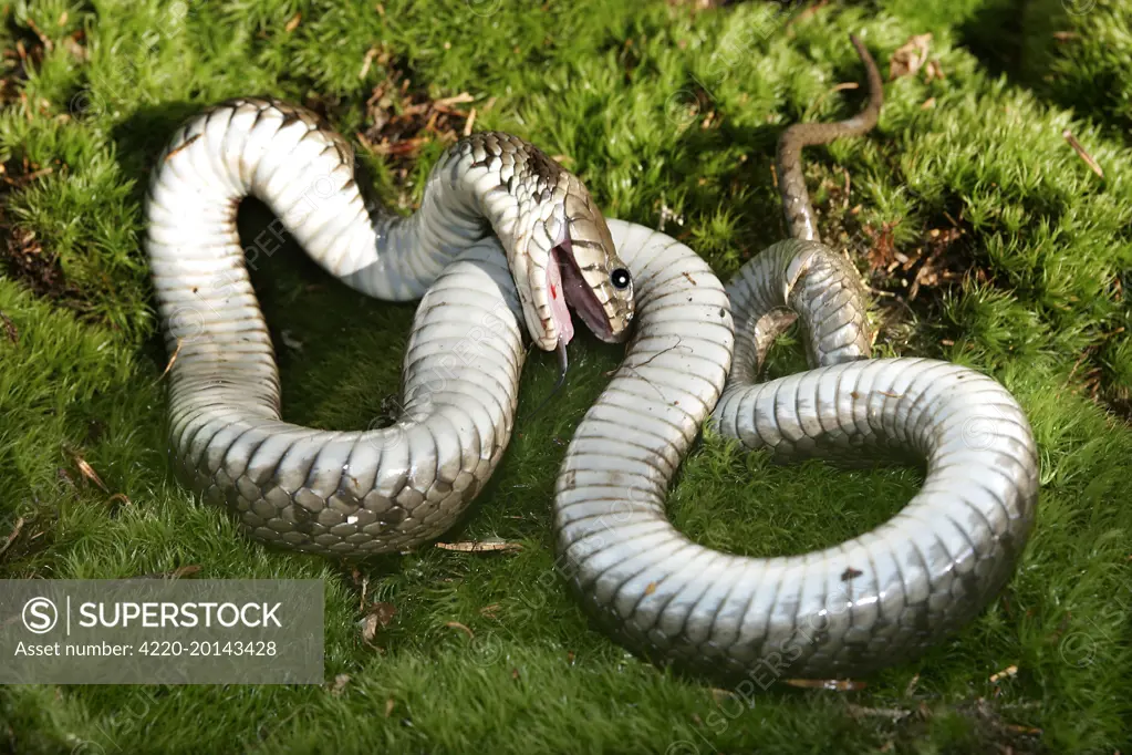 Grass / Ringed snake - feigning death (Natrix natrix). Alsace France.