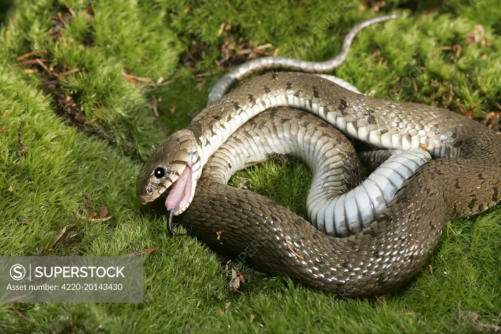 Grass / Ringed snake - feigning death (Natrix natrix). Alsace France.