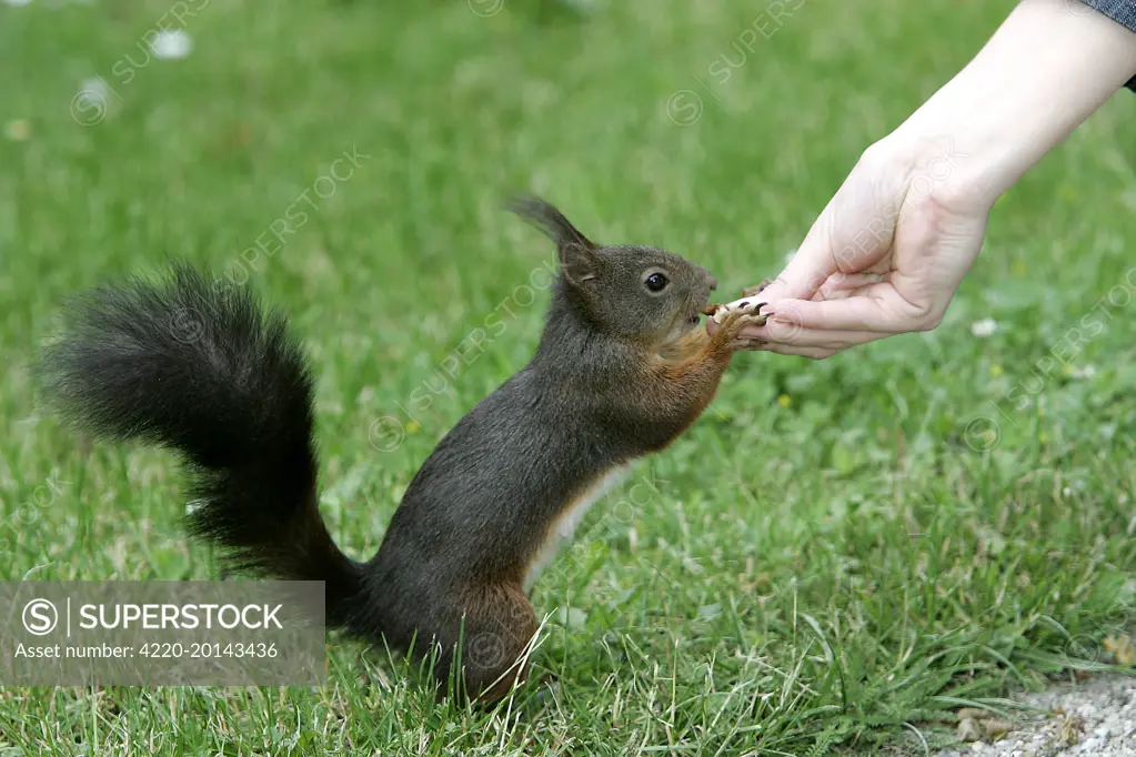 Red Squirrel - being fed by person (Sciurus vulgaris). Sciurus vulgaris.