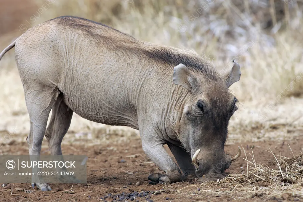 Warthog (Phacochoerus africanus). Maasai Mara National Park - Kenya - Africa.