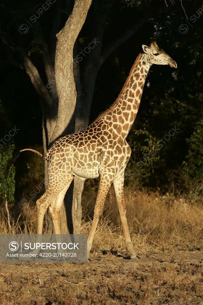 THORNICROFT'S GIRAFFE (Giraffa camelopardalis thornicrofti). South Luangwa Valley National Park, Zambia. Africa. Endemic subspecies of South Luangwa Valley National Park, is geographically isolated from any other giraffe species.