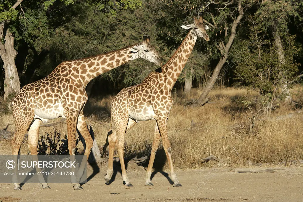 Thornicroft's Giraffe - two (Giraffa camelopardalis thornicrofti). South Luangwa Valley National Park, Zambia. Africa. Endemic subspecies of South Luangwa Valley National Park is geographically isolated from any other giraffe species.