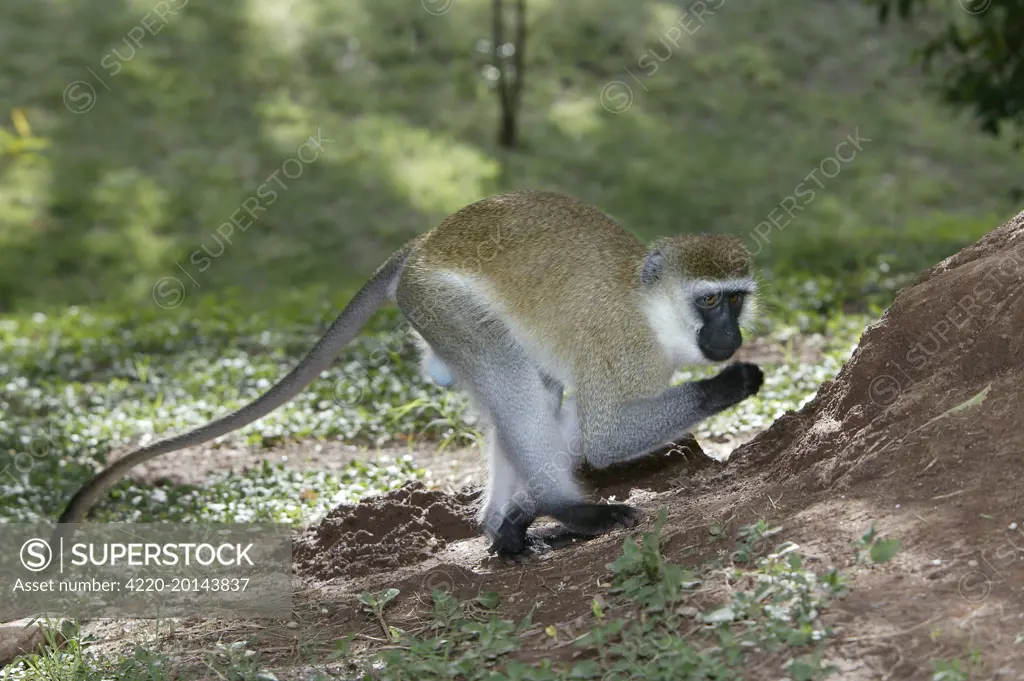 Vervet Monkey. (Chlorocebus aethiops). Maasai Mara National Park - Kenya - Africa.
