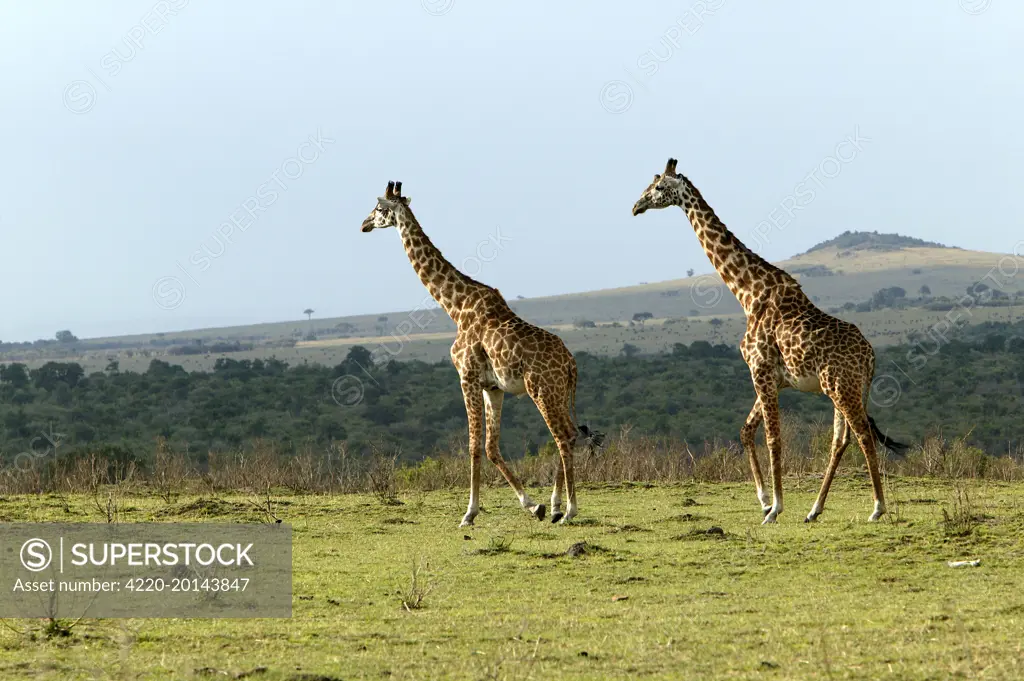 Giraffe (Giraffa camelopardalis). Kenya - Africa.