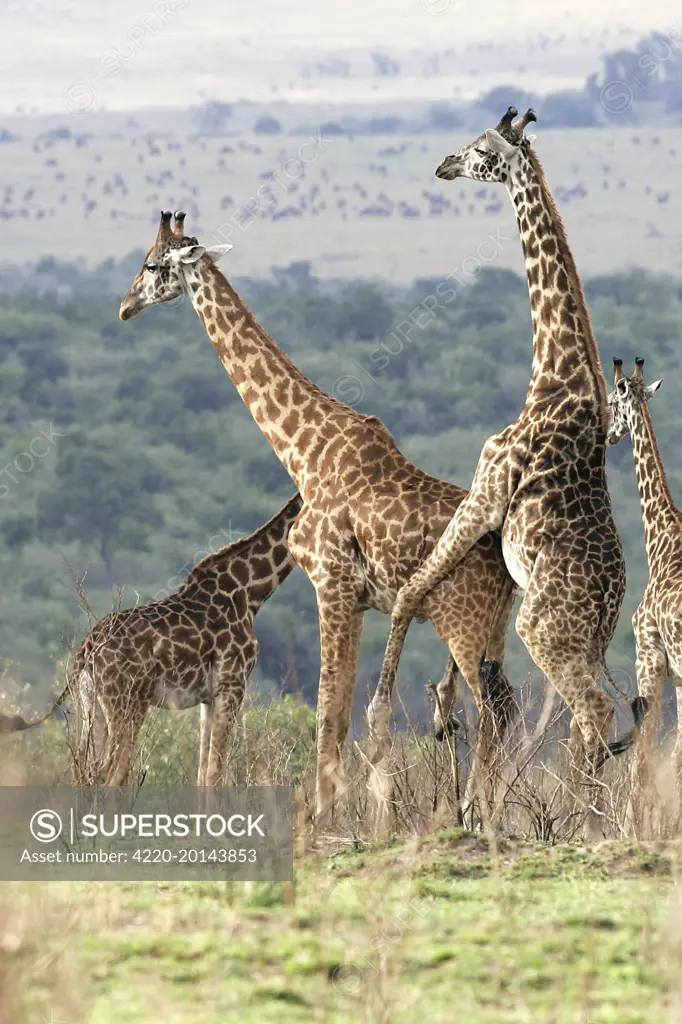 Reticulated Giraffe - two mating (Giraffa camelopardalis reticulata). Samburu National Park - Kenya - Africa.