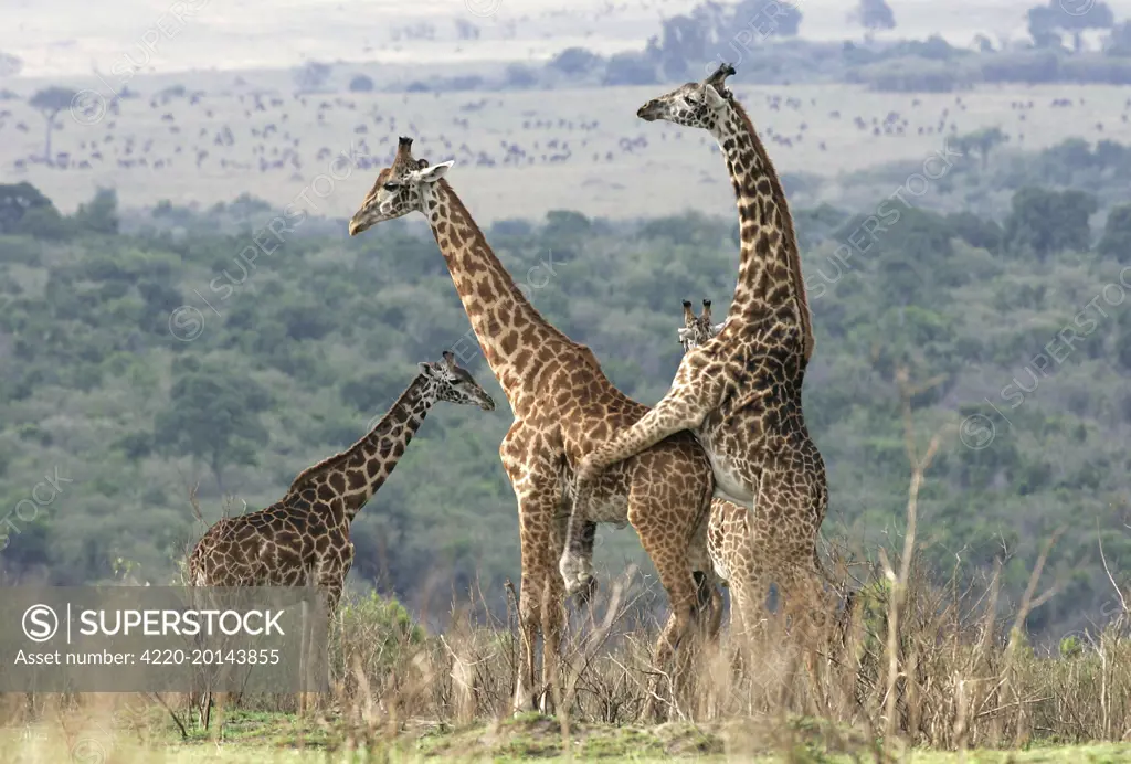 Reticulated Giraffe - pair, mating.  (Giraffa camelopardalis reticulata). Samburu National Park, Kenya. Africa.