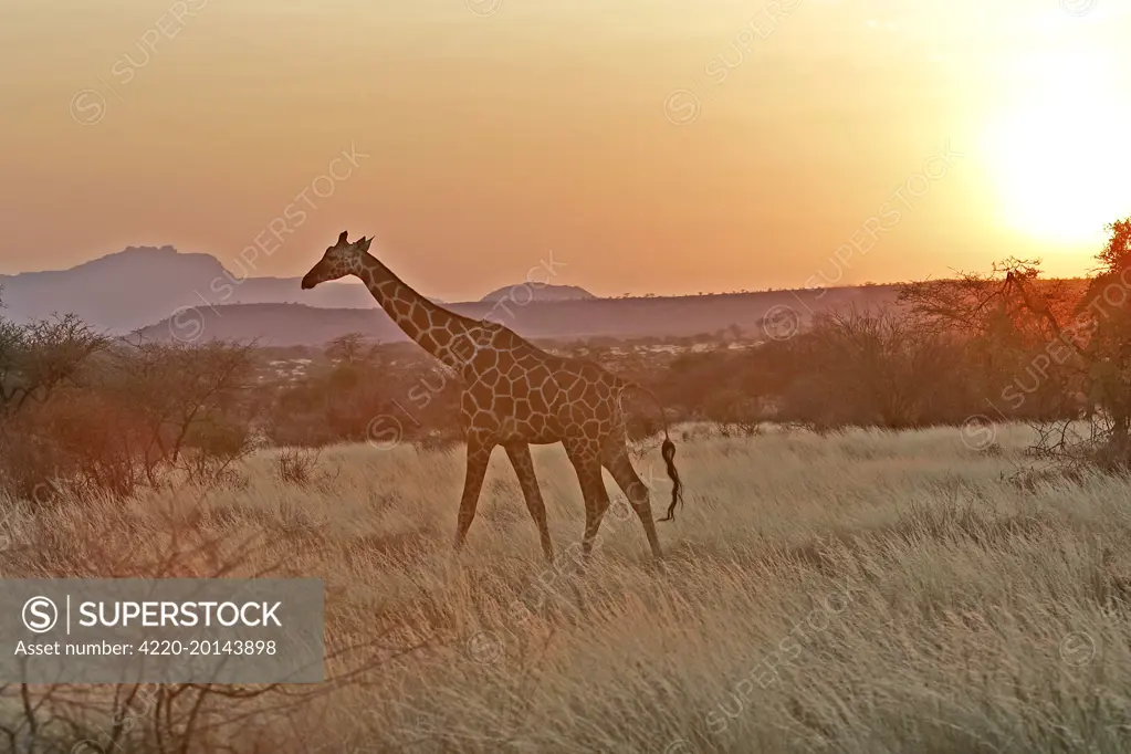 Reticulated Giraffe - at sunset (Giraffa camelopardalis reticulata). Samburu National Park. Kenya. Africa.