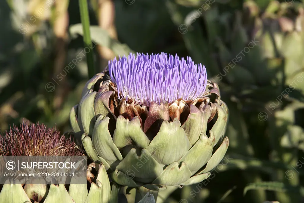 Artichoke - flower 