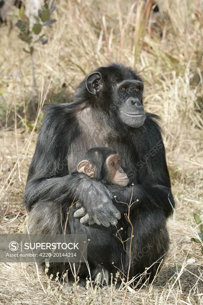 Chimpanzee - two, adult with young (Pan troglodytes). Chimfunshi Wildlife Orphanage - Zambia - Africa. Chimfunshi Wildlife Orphanage is recognised as the world&#x573; largest dedicated sanctuary for orphaned chimps.  As chimpanzees are not indigenous to Zambia it is not possible to free-release them locally, therefore 2,000 acres of forest land has been designated to the chimps.