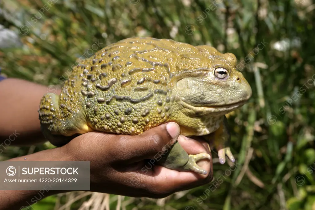 African Bullfrog or Giant Pyxie (Pyxicephalus adspersus). Cape Province. South Africa. Africa.