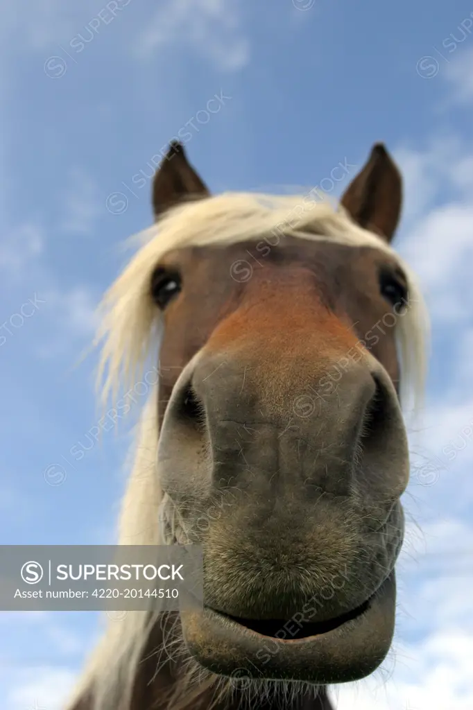Horse - close-up of nose and mouth 