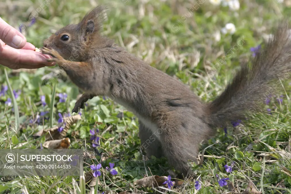 Red Squirrel - being hand fed nuts (Sciurus vulgaris). Vienna. Austria.