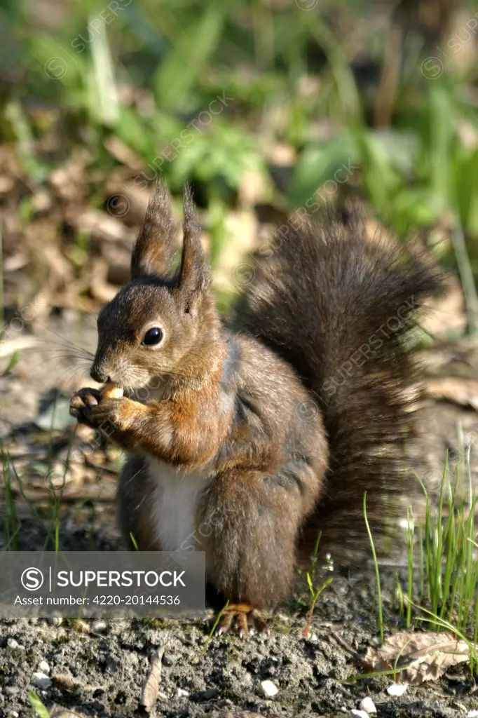 Red Squirrel - feeding on nut. (Sciurus vulgaris). Vienna. Austria.