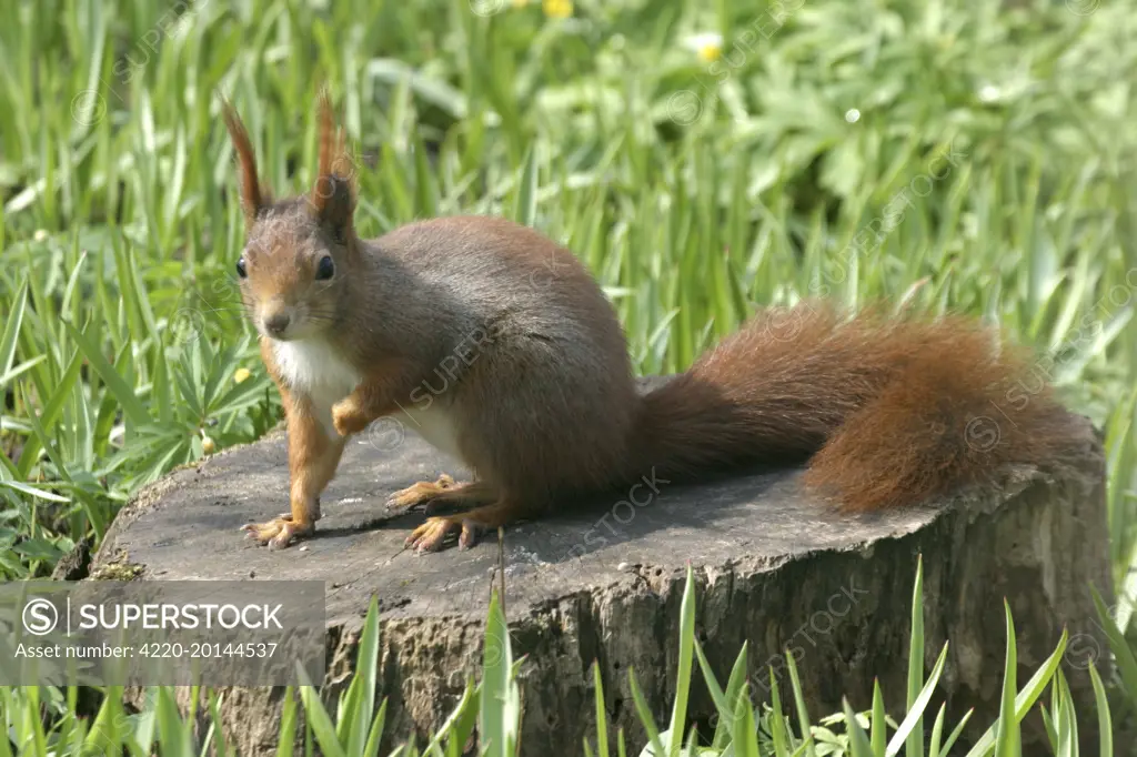 Red Squirrel - on tree stump (Sciurus vulgaris). Vienna. Austria.