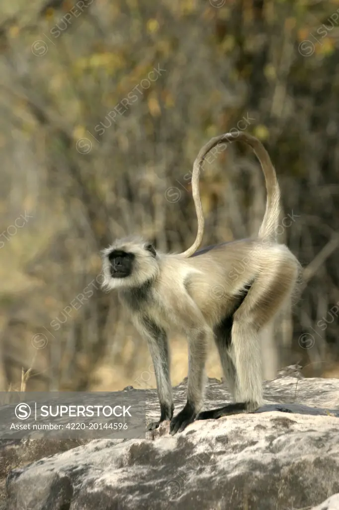 Hanuman / Grey or Common Langur monkey (Presbytis entellus). Bandhavgarh NP, India.