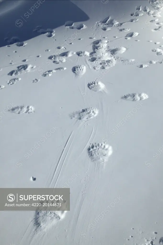 Polar Bear - tracks / footprints in snow (Ursus maritimus)