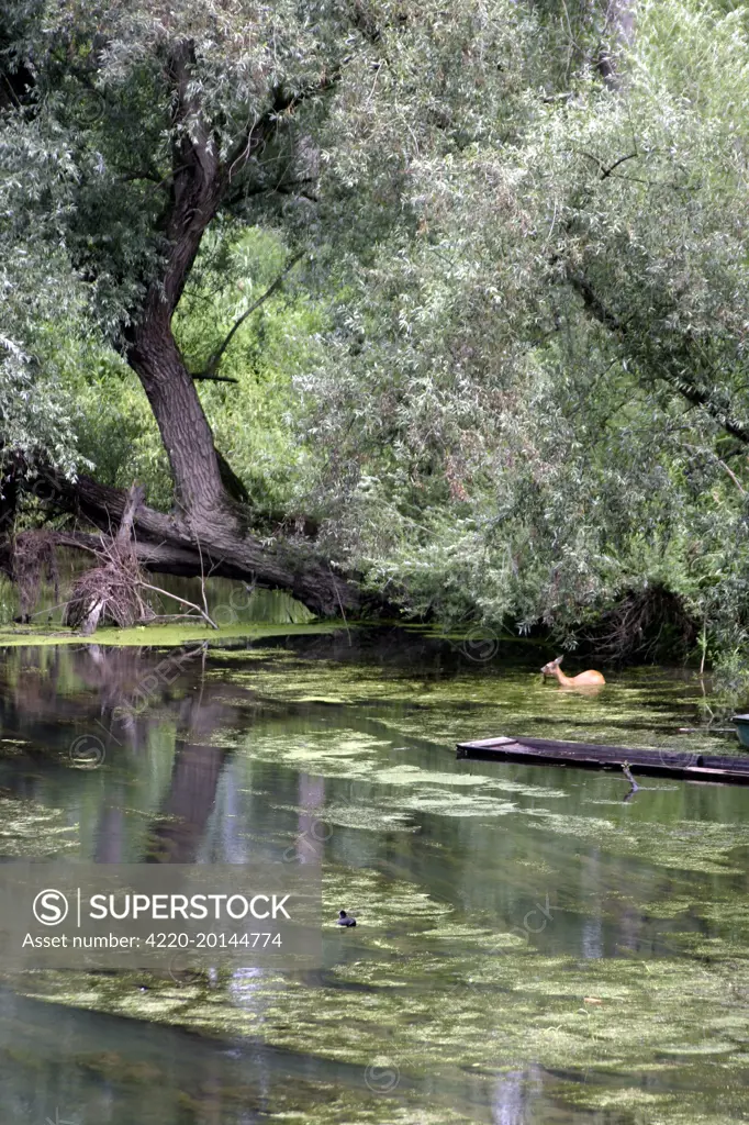 Roe Deer eating aquatic plants (Capreolus capreolus). Alsace, France.