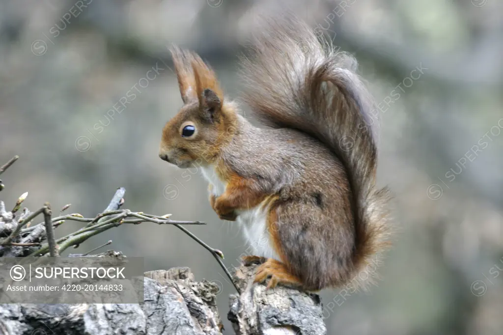 Red Squirrel (Sciurus vulgaris). Vienna - Austria.