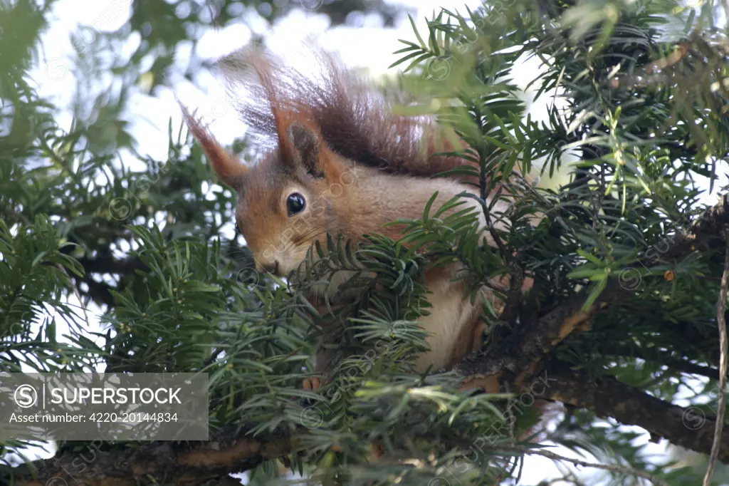 Red Squirrel (Sciurus vulgaris). Vienna - Austria.