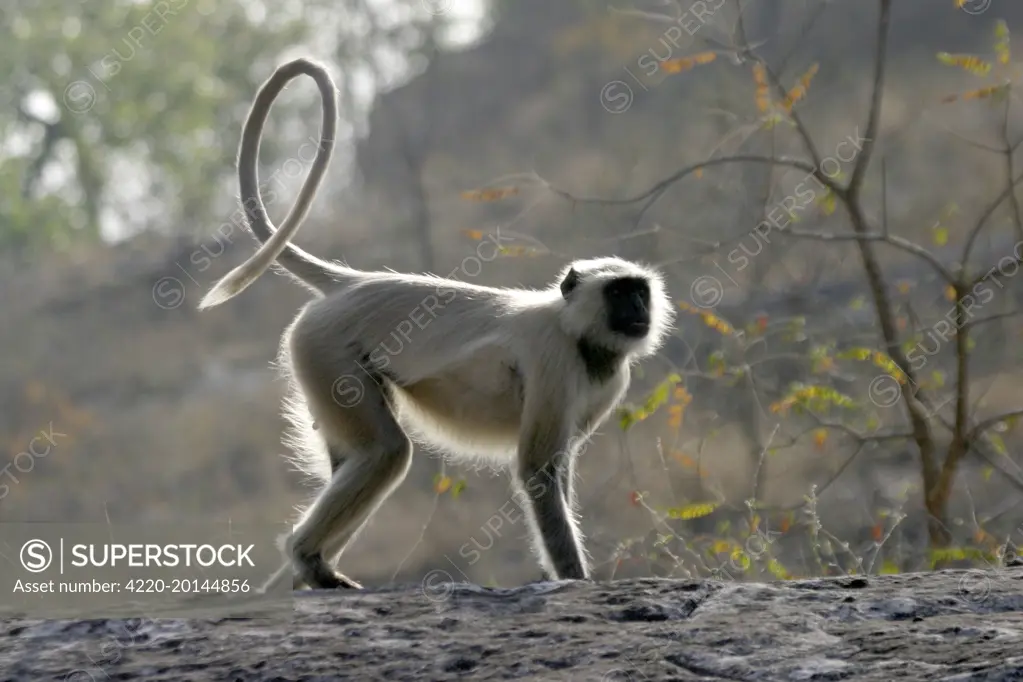 Hanuman Langur Monkey (Presbytis entellus). Bandhavgarh National Park - India.