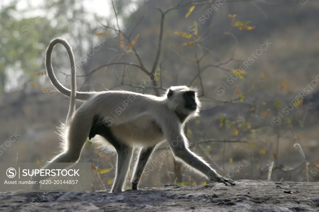 Hanuman Langur Monkey. (Presbytis entellus). Bandhavgarh National Park - India.