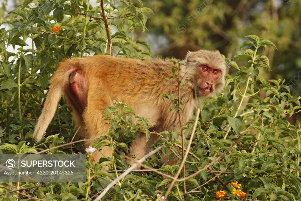 Injured Rhesus Monkey (Macaca mulatta). Corbett National Park, India.