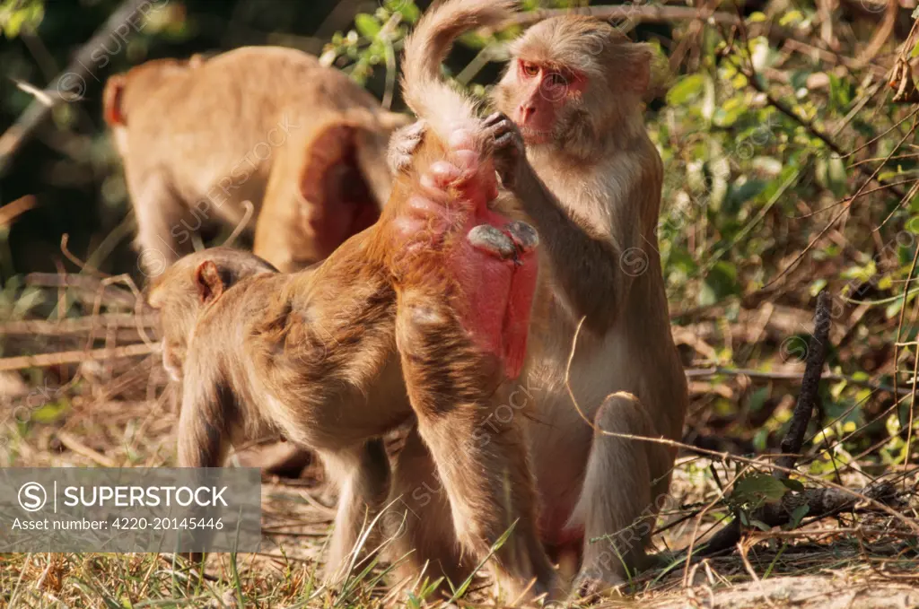 Rhesus Macaque MONKEY- Cleaning mate (Macaca mulatta). Keoladeo, National Park, India.