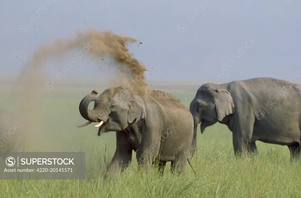 Indian / Asian ELEPHANTS - Two, dust bathing (Elephas maximus). Corbett National Park, India.
