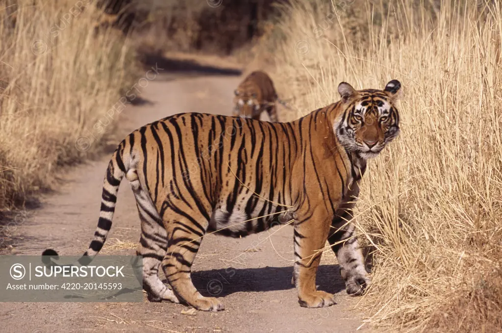 Bengal / Indian Tiger - large male (Panthera tigris). Ranthambhore National Park, India. Alternative spellings: Ranthambhor / Ranthambore / Ranthambor.