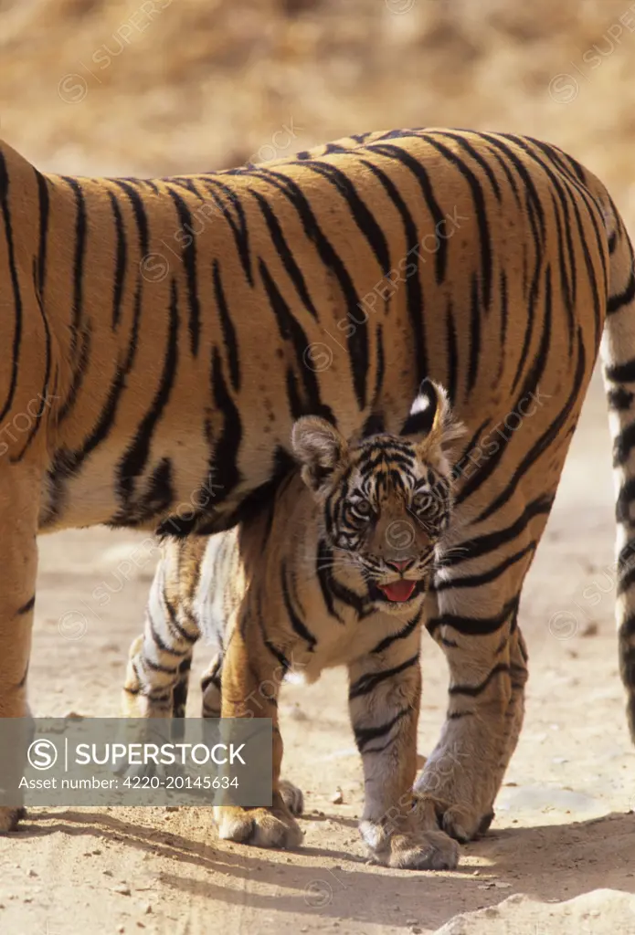 Royal Bengal / Indian Tiger - cub under shadow of mother named 'Machli' (Panthera tigris). Ranthambhore National Park, India. Alternative spellings: Ranthambhor / Ranthambore / Ranthambor.